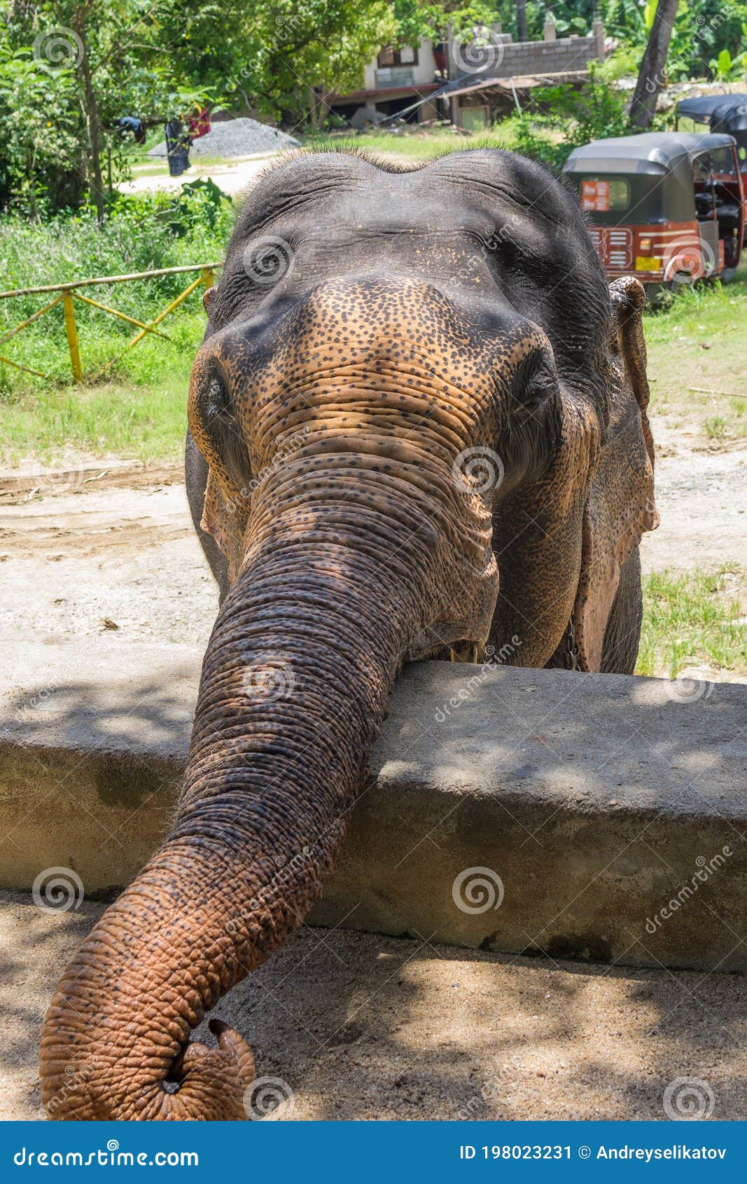 for elephants Subspecies asian