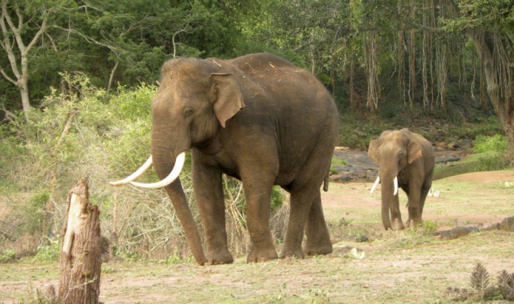 Asian elephant conservation act