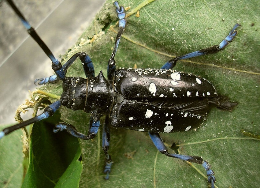 Asian longhorn beetles natural predators
