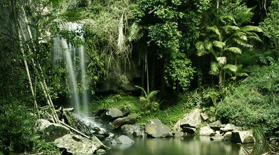rainforest the southeast asian Overlook of