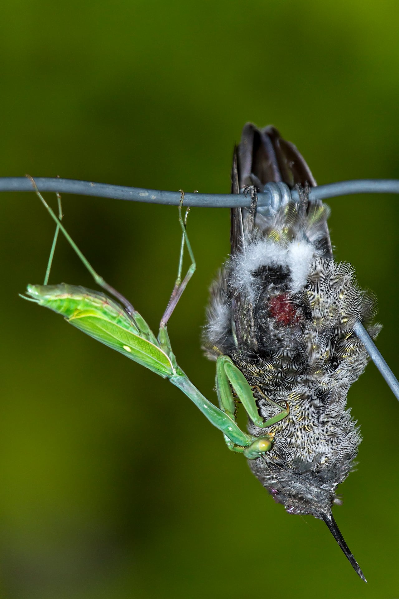 birds Asian praying mantis, humming