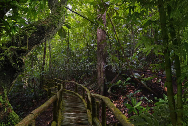 rainforest the southeast asian Overlook of