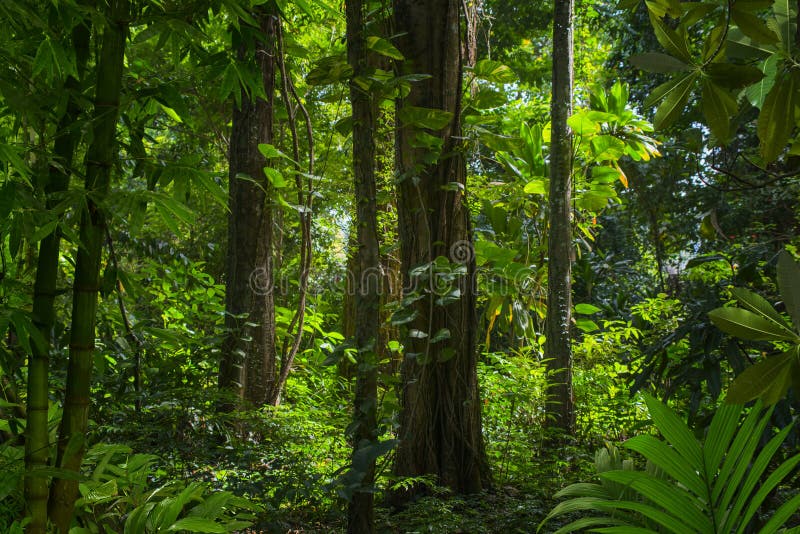 Overlook of the southeast asian rainforest