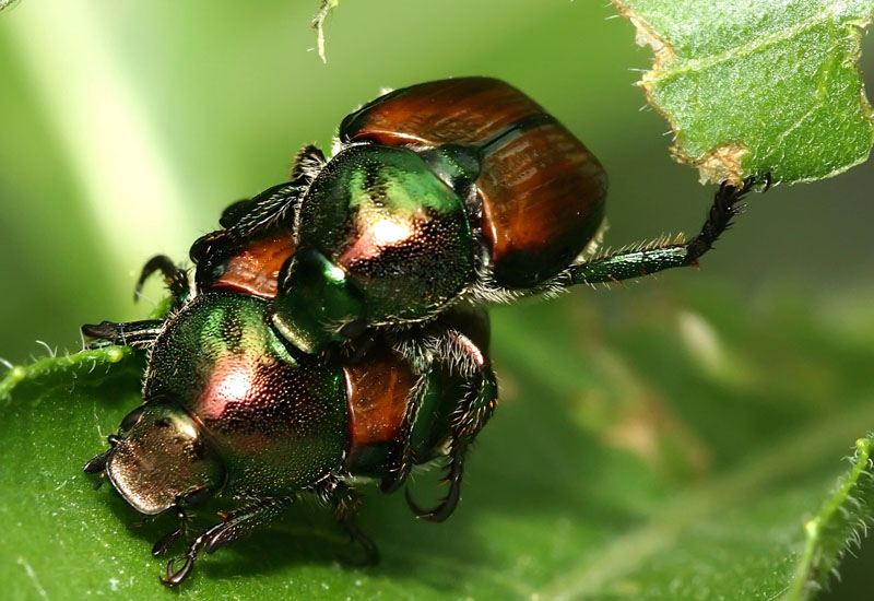 beetles reproduce How do asian