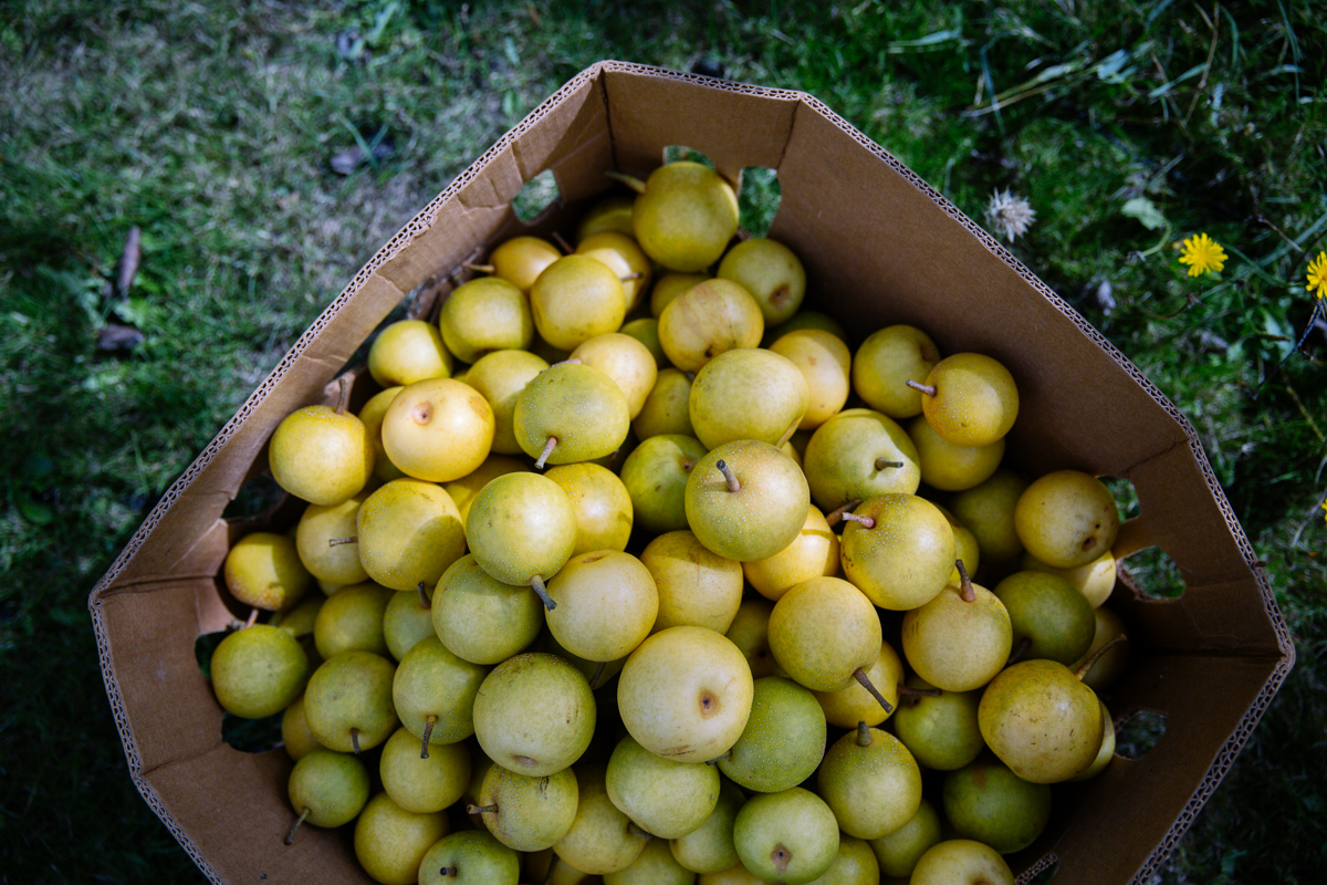 nc orchard pears Asian