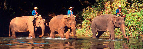 act conservation Asian elephant