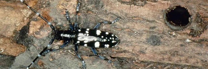 beetle damage Asian long horned