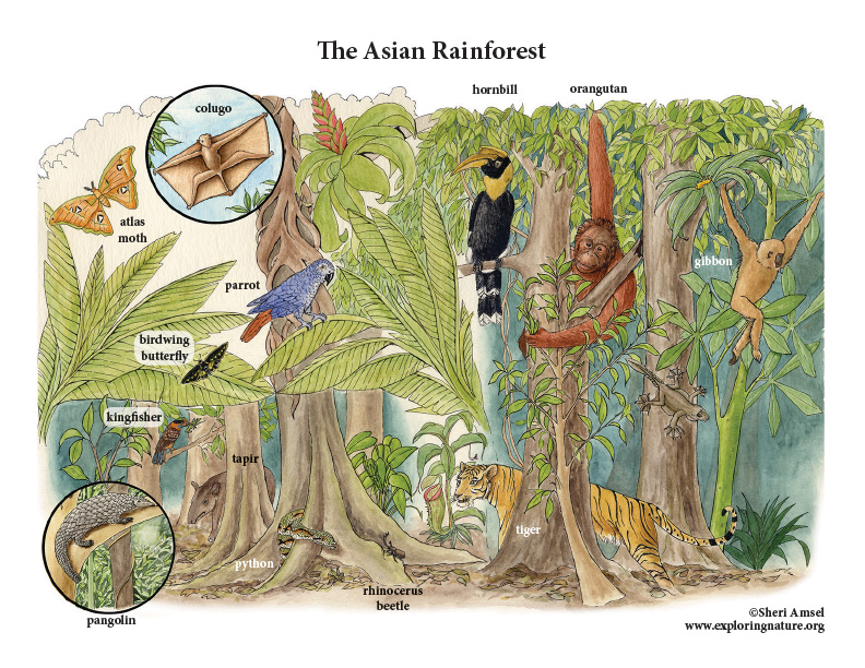 Food web southeast asian rainforest