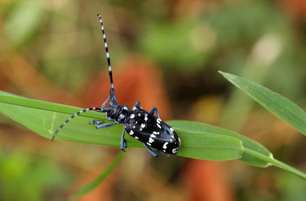 beetle massachusetts longhorned Asian