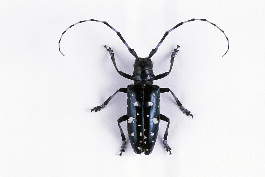 Asian long horned beetle chicago