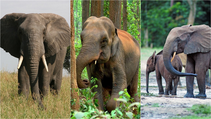 for elephants Subspecies asian