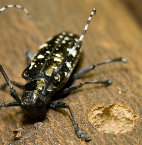 natural beetles predators longhorn Asian