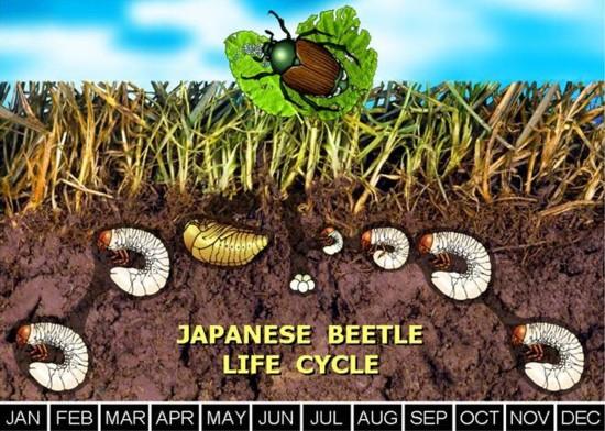 beetles reproduce How do asian
