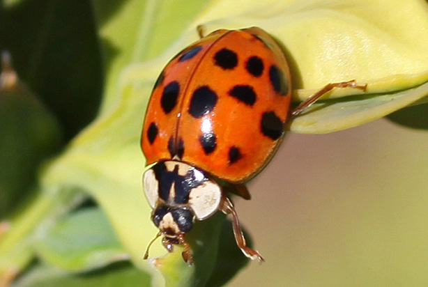 What do asian lady beetle eat