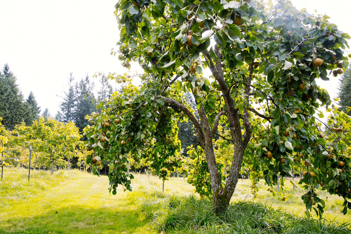 nc orchard pears Asian