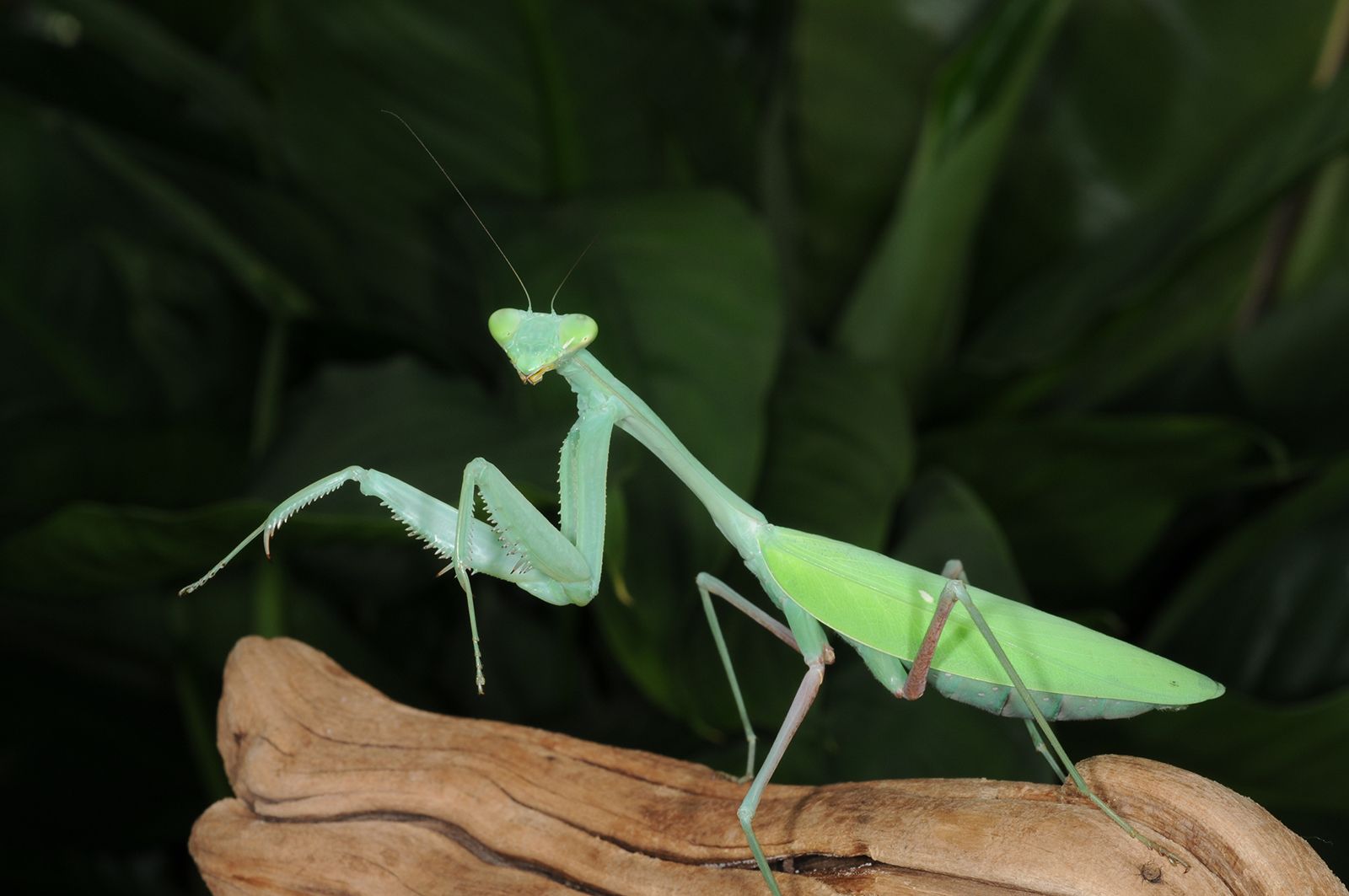 birds Asian praying mantis, humming