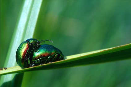 beetles reproduce How do asian