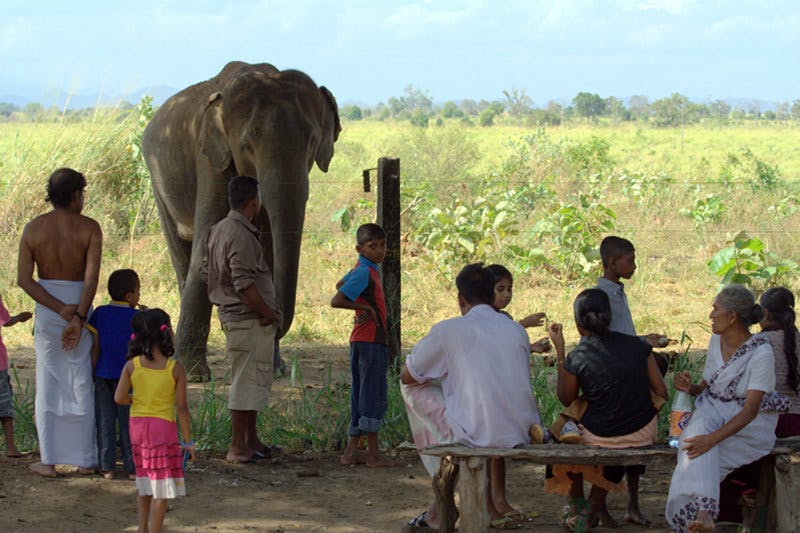 act conservation Asian elephant