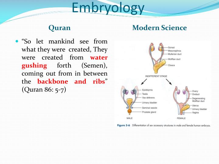 from spine sperm Koran the