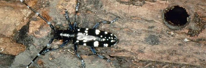 Asian longhorned beetle massachusetts