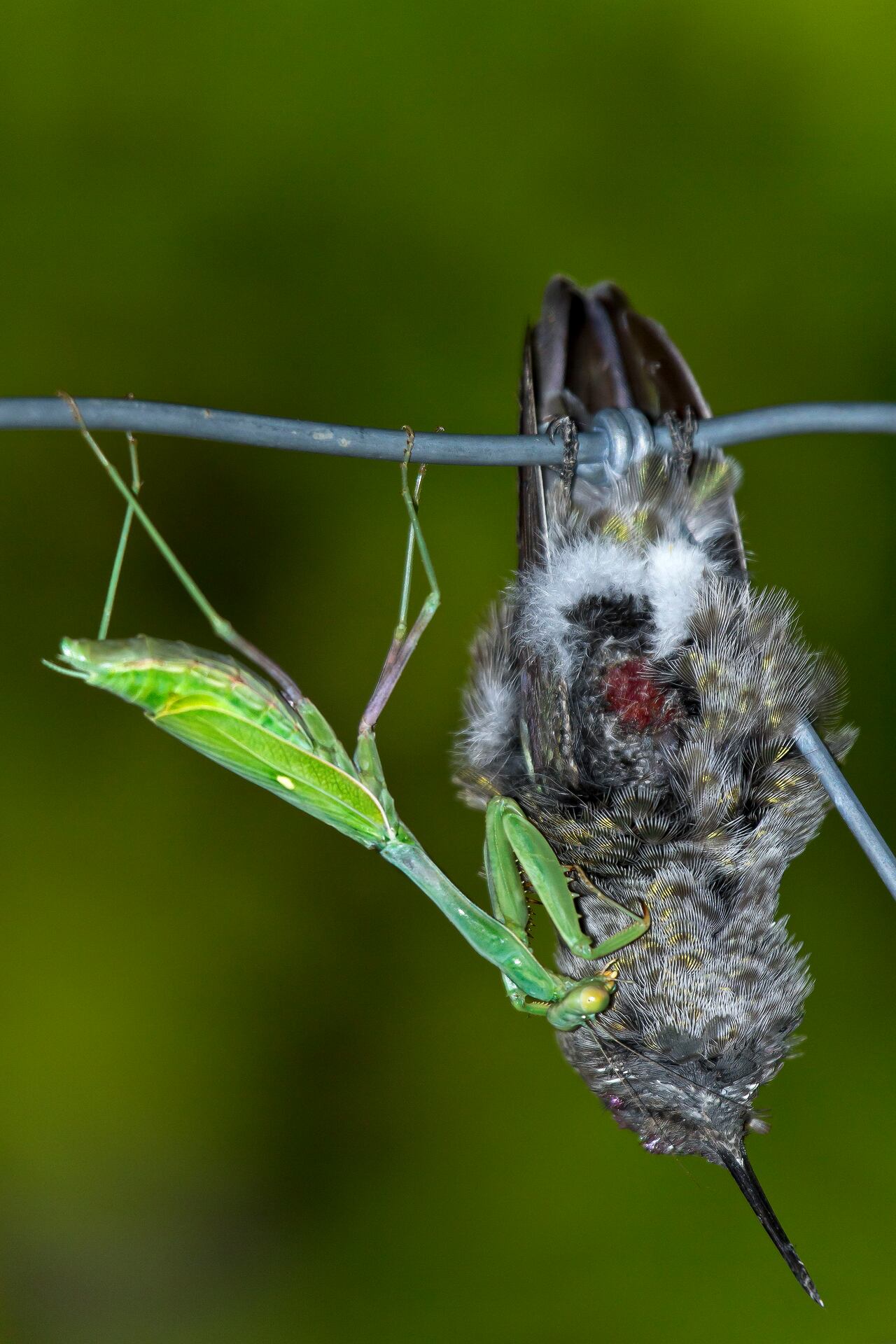 birds Asian praying mantis, humming