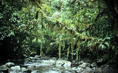 rainforest the southeast asian Overlook of