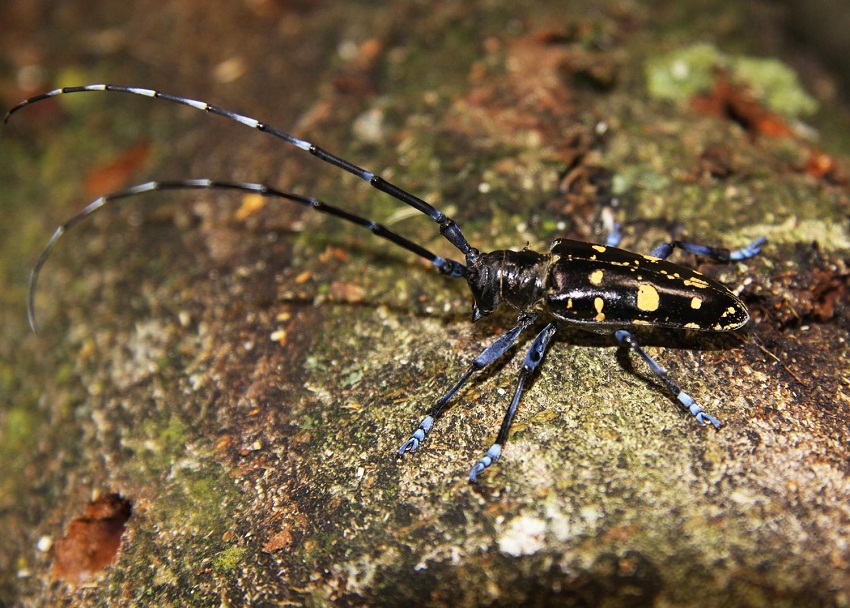 natural beetles predators longhorn Asian