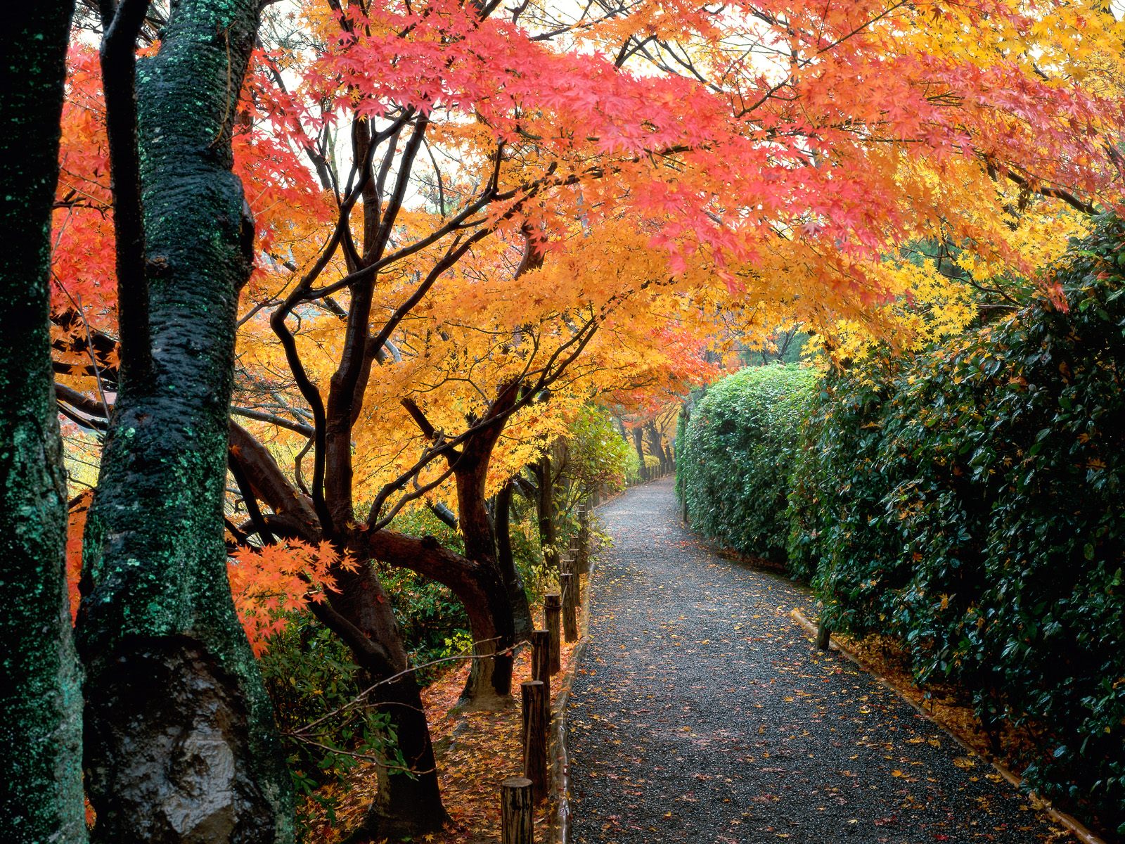 about japan in All autumn