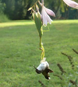 birds Asian praying mantis, humming