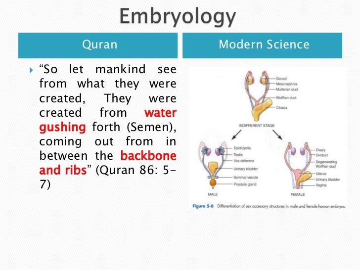 from spine sperm Koran the