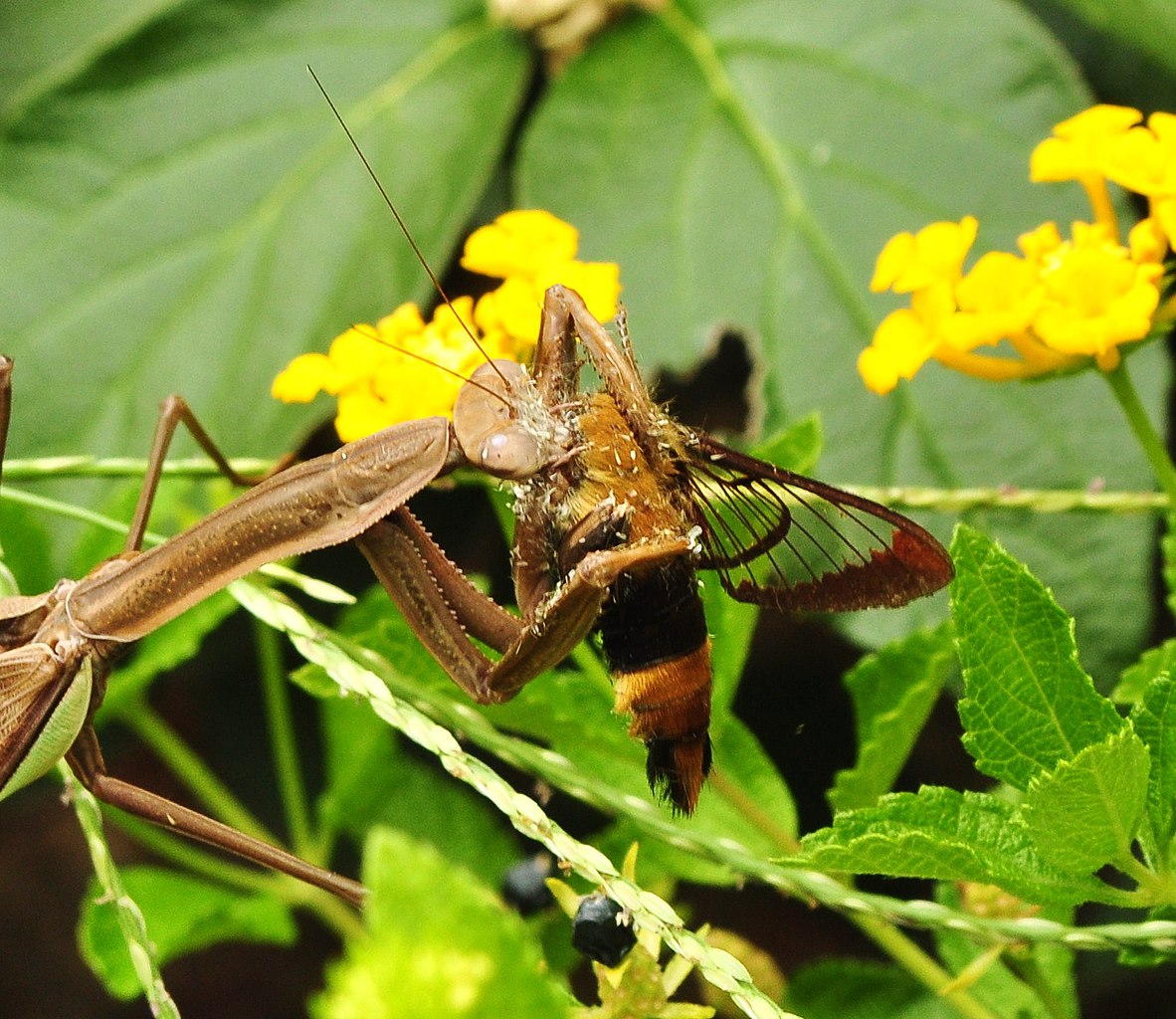 birds Asian praying mantis, humming