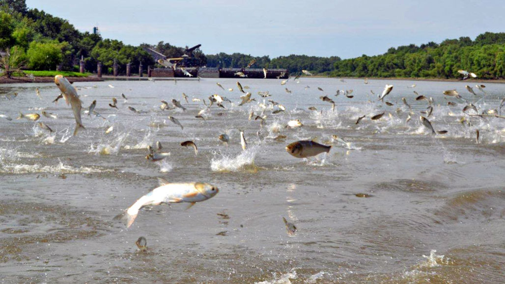 lake michigan in Are asian carp