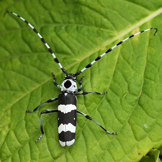 beetle damage Asian long horned