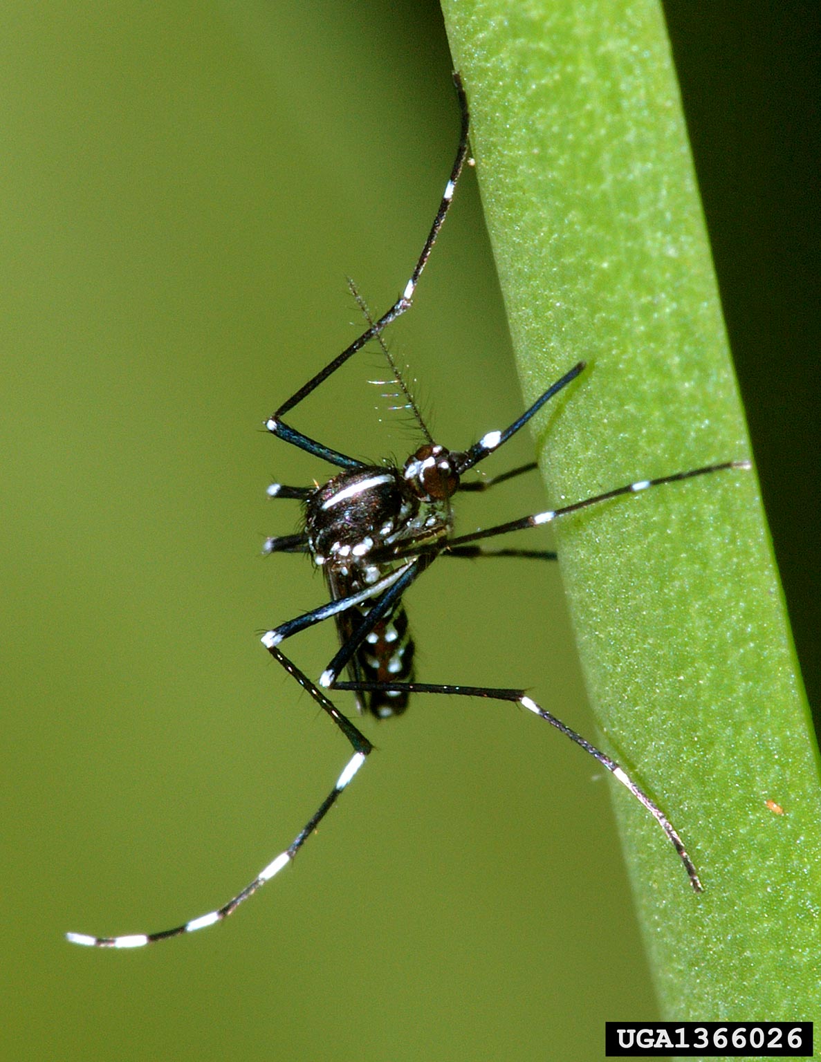 mosquito Asian photographs tiger