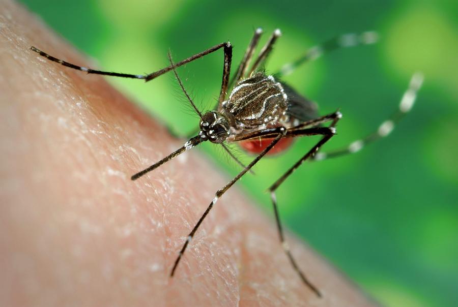 Asian tiger mosquito photographs