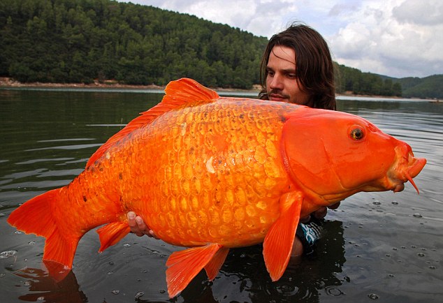 lake michigan in Are asian carp