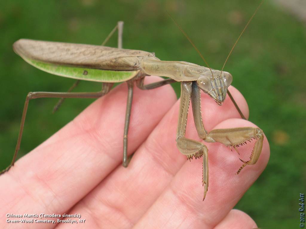 Asian praying mantis, humming birds