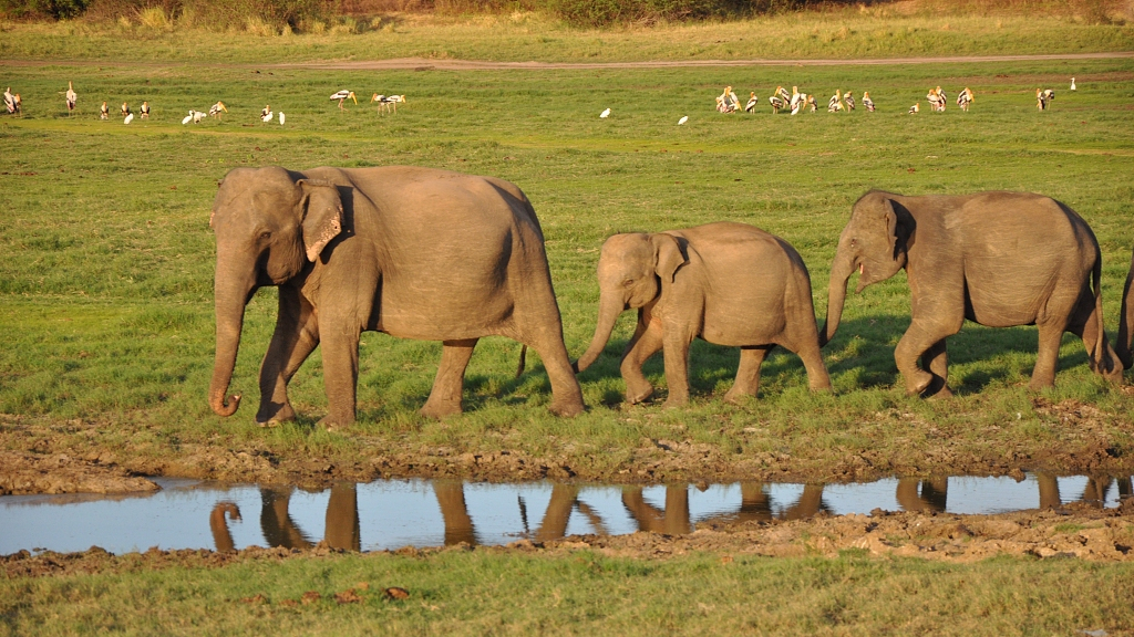 for elephants Subspecies asian