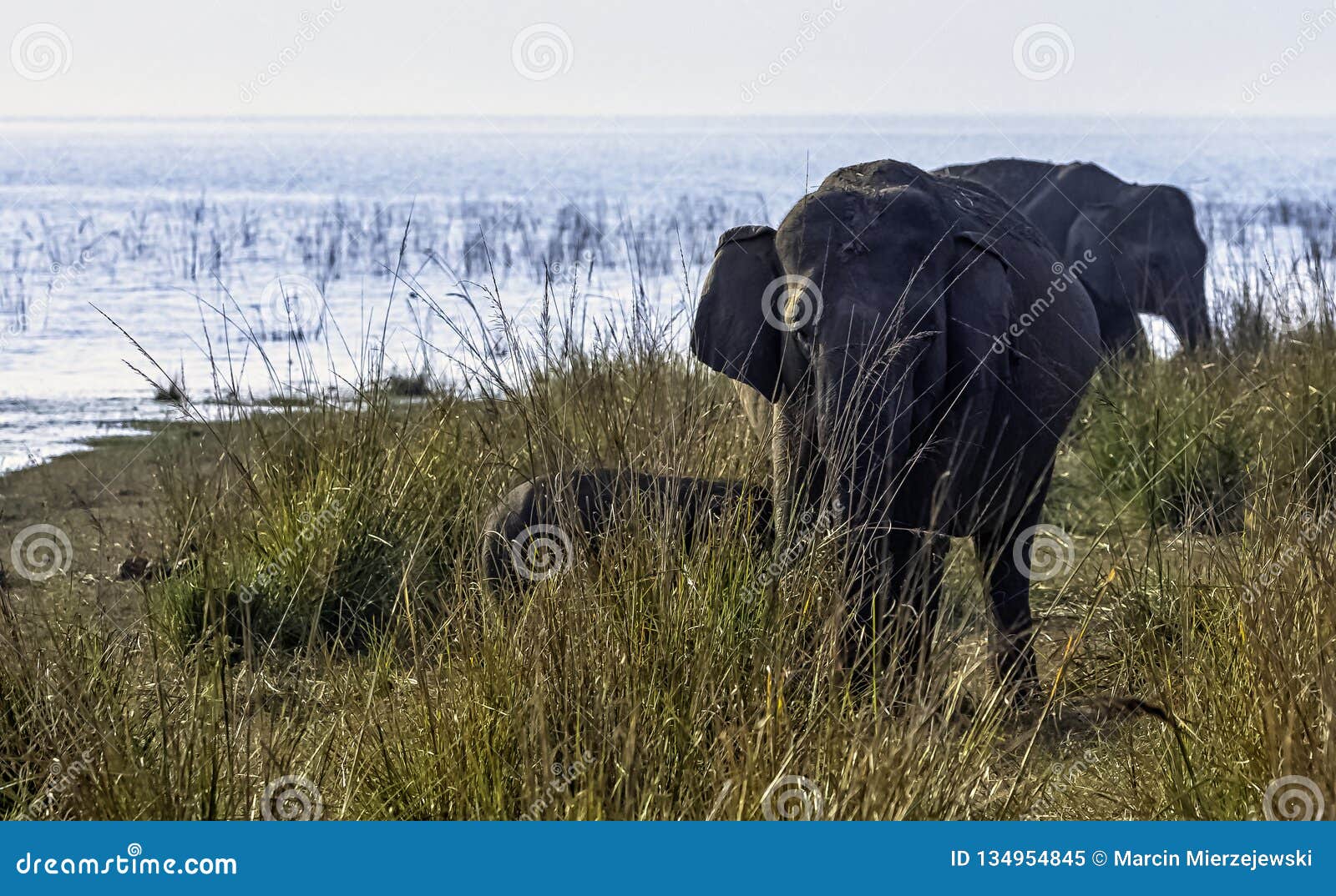 Subspecies for asian elephants