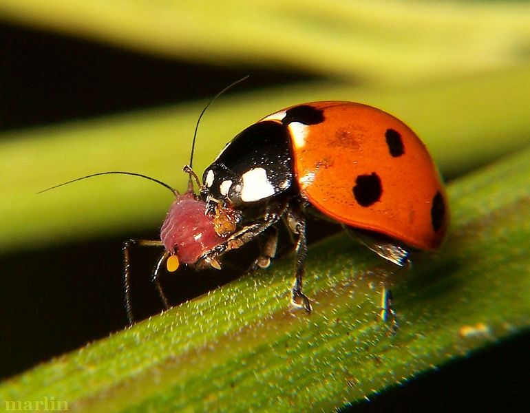 eat beetle lady do What asian