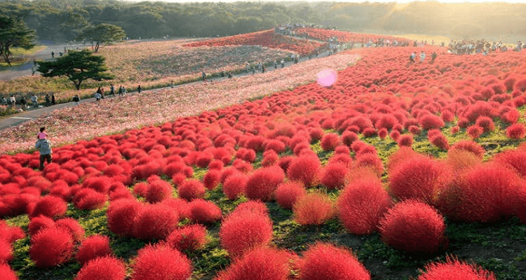 in october to japan do What